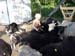 158 s_emma_lammen_torre_vallar