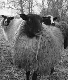 sheep image