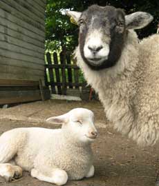 sheep image