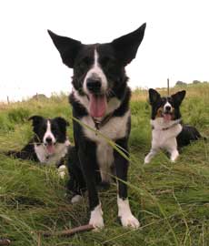 Home Page Image